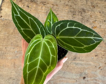 Anthurium crystallinum 4” pot (ALL PLANTS require you to purchase 2 plants!)