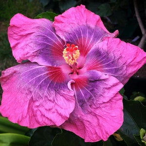 May include: A close-up of a vibrant hibiscus flower. The petals display a gradient of pink and purple hues, with a deep red center and yellow stamens. The flower's texture is slightly wrinkled, adding depth to its appearance.