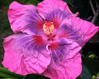 Sweet persuasion hibiscus Starter Plant (ALL STARTER PLANTS require you to purchase 2 plants!)