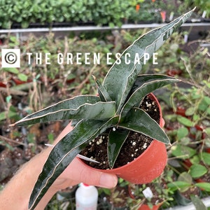 Sansevieria robusta 4”pot (ALL PLANTS require you to purchase 2 plants!)