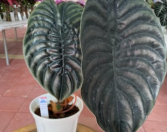 Alocasia black cuprea Tissue Culture (ALL PLANTS require you to purchase 2 plants!)