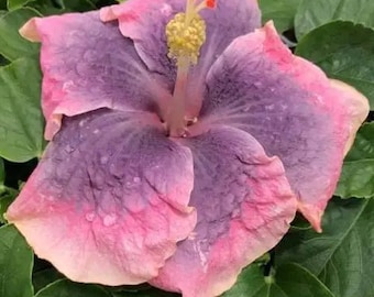 May include: A close-up of a vibrant hibiscus flower with petals that transition from pink to purple. The flower's center features a prominent yellow stamen with red tips, set against a backdrop of green leaves. The petals have a delicate, textured appearance.