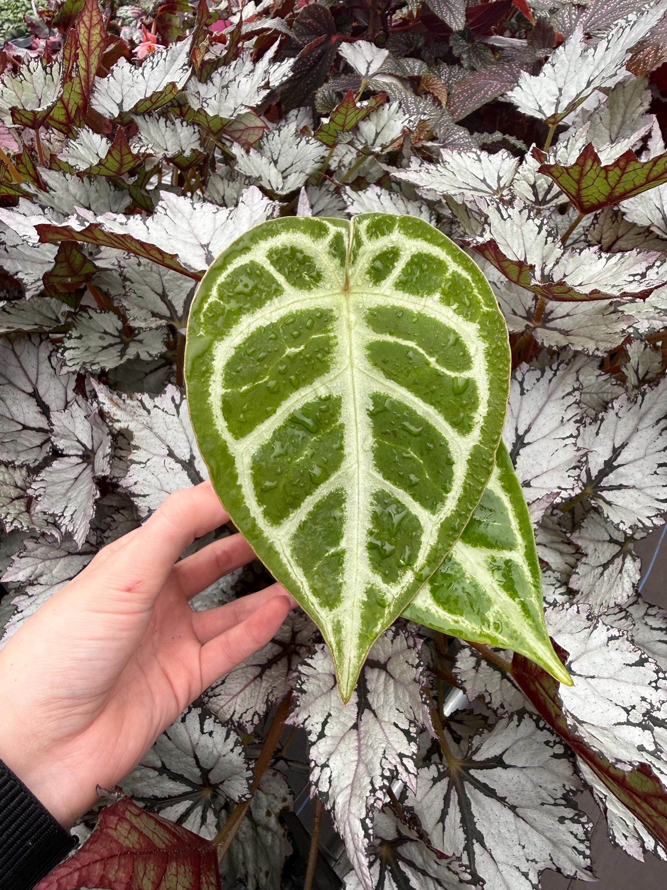 Anthurium Luxurians X Magnificum - Etsy
