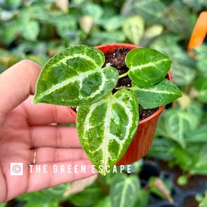 Anthurium dorayaki x crystallinum 2” pot (ALL STARTER PLANTS require you to purchase 2 plants!)
