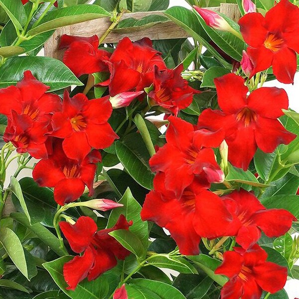 Mandevilla flaming red Starter Plant (ALL STARTER PLANTS require you to purchase 2 plants!)