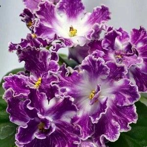 VAT pulsar African violet starter plant (ALL Starter PLANTS require you to purchase 2 plants!)