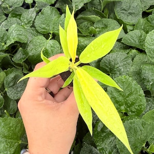 Exact Plant Philodendron Golden Ring of Fire Specific Starter 13958SME | G/H (All PLANTS require you to purchase 2 plants!)