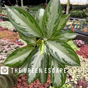 May include: A close-up of a silver and green variegated houseplant with large, pointed leaves. The plant is being held by a hand, and the background is a blur of other plants.