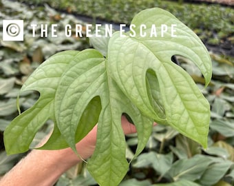 Spider man monstera “amydrium silver” Starter Plant (ALL STARTER PLANTS require you to purchase 2 plants!)