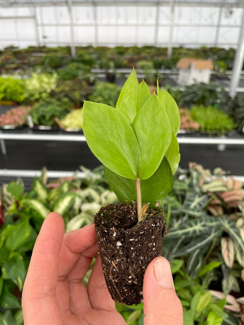 Zamioculcas Zamiifolia ZZ Starter Plant - Thumbnail 5