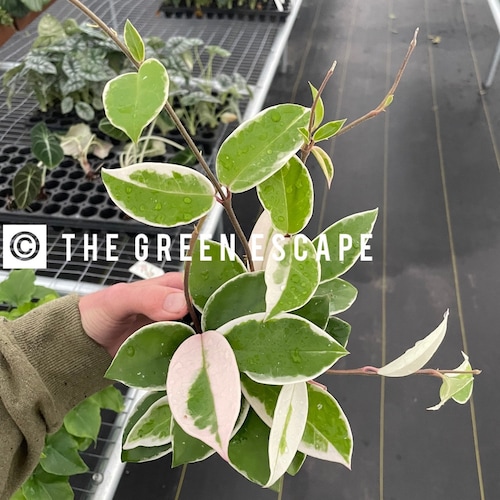 Hoya Krimson Queen 4” Pot (ALL PLANTS Require You to Purchase 2