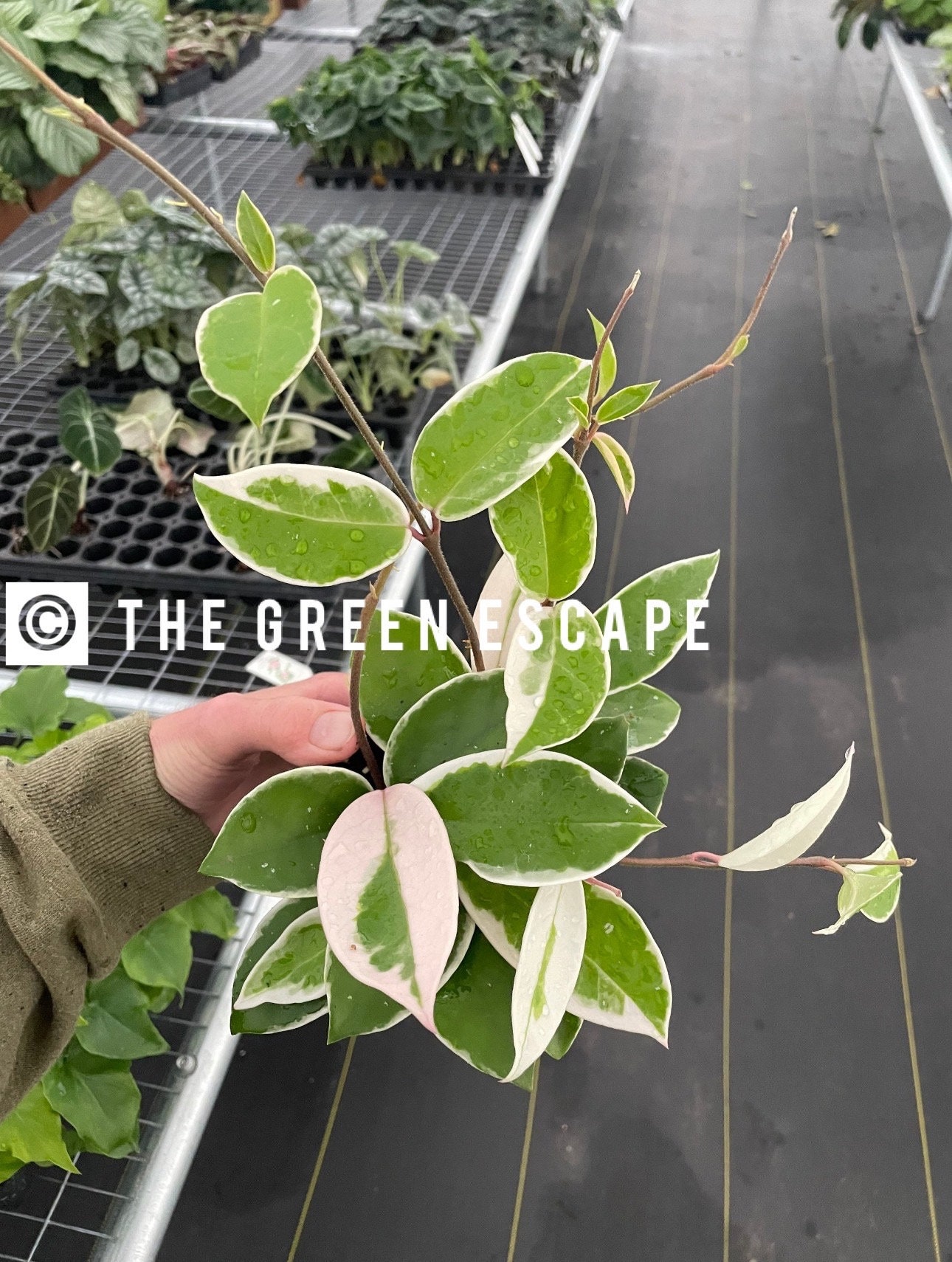 Hoya Krimson Queen 4” Pot (ALL PLANTS Require You to Purchase 2