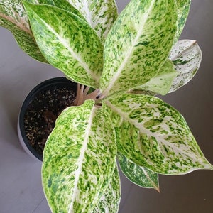 Aglaonema variegated white emerald Starter Plant (ALL STARTER PLANTS require you to purchase 2 plants!)