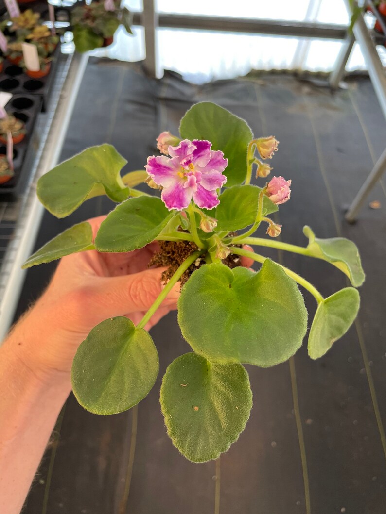 VAT Pulsar African Violet Starter Plant ALL Starter PLANTS Etsy
