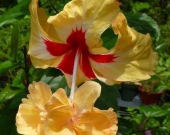 El Capitolio Yellow Hibiscus Starter Plant (ALL STARTER PLANTS require you to purchase 2 plants!)