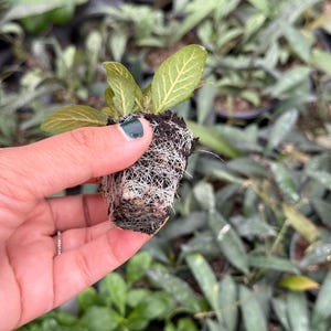Puede incluir: Una peque&ntilde;a planta verde con ra&iacute;ces blancas en una maceta negra. La planta est&aacute; siendo sostenida por una mano con esmalte de u&ntilde;as verde.