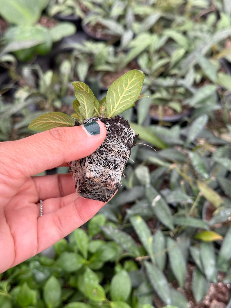 Puede incluir: Una peque&ntilde;a planta verde con ra&iacute;ces blancas en una maceta negra. La planta est&aacute; siendo sostenida por una mano con esmalte de u&ntilde;as verde.
