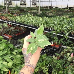 May include: A small potted plant with green and white variegated leaves is held in front of a greenhouse filled with various plants. The leaves have a creamy white border. The background shows rows of plants in pots under a glass roof.