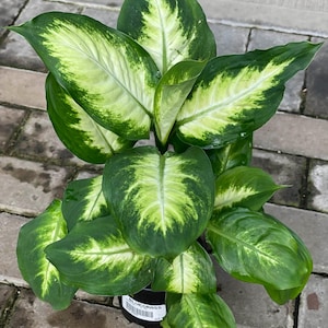 May include: A potted Dieffenbachia plant with large, green leaves featuring a striking pattern of white and light green variegation. The plant is in a black pot, and the leaves have a glossy texture. The plant is labeled "BLUEGRASS".