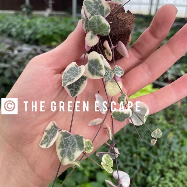 Variegated String of hearts Starter Plant (ALL STARTER PLANTS require you to purchase 2 plants!)