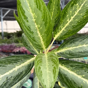 May include: Close-up of a vibrant green Aglaonema plant with variegated leaves. The leaves display a mix of light and dark green patterns, with a prominent central vein. The plant is in focus, showcasing its lush foliage.