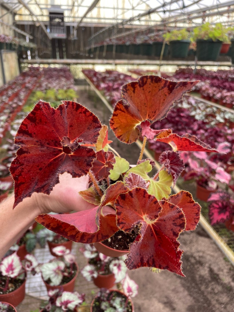 Begonia Peter piper 4 pot ALL PLANTS require you to purchase 2 plants image 3