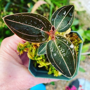 Ludochilis “sea turtle” Starter Plant (ALL STARTER PLANTS require you to purchase 2 plants!)