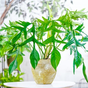 philodendron glad hands Starter Plant (ALL STARTER PLANTS require you to purchase 2 plants!)
