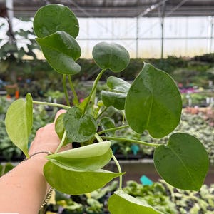 May include: A close-up of a green plant with large, round leaves. The plant is held in front of a greenhouse background. The text "THE GREEN ESCAPE" is visible in the lower left corner. The leaves are a vibrant green color.