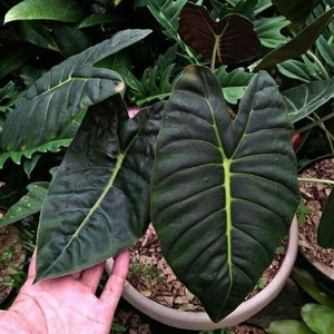 Alocasia Golden bone Starter Plant (ALL STARTER PLANTS require you to purchase 2 plants!)