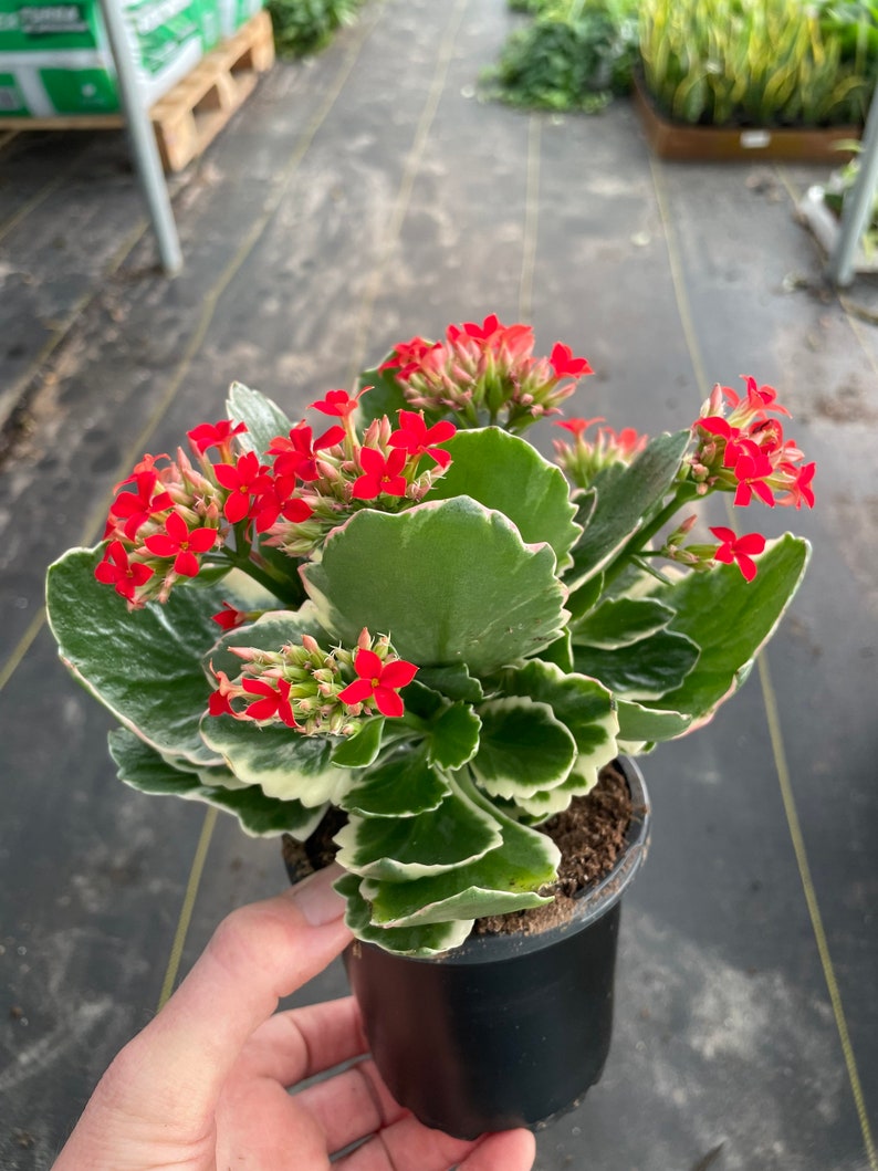 Variegated Kalanchoe Candy Cane 4 Pot ALL PLANTS Require You Etsy
