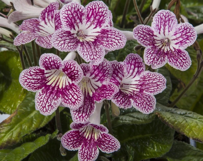 Streptocarpus Lady Slippers Strawberry Starter Plant ALL STARTER PLANTS ...