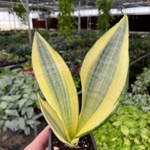 Sansevieria gold dust Starter Plant (ALL STARTER PLANTS require you to purchase 2 plants!)