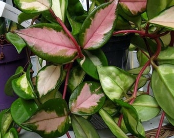 Hoya carnosa exotica tricolor Starter Plant (ALL STARTER PLANTS require you to purchase 2 plants!)