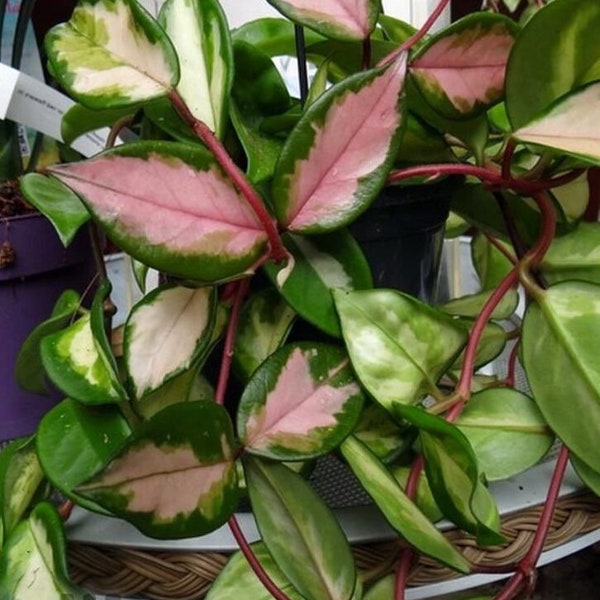 Hoya carnosa exotica tricolor Starter Plant (ALL STARTER PLANTS require you to purchase 2 plants!)