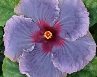 Blue Jean baby hibiscus Starter Plant (ALL STARTER PLANTS require you to purchase 2 plants!)