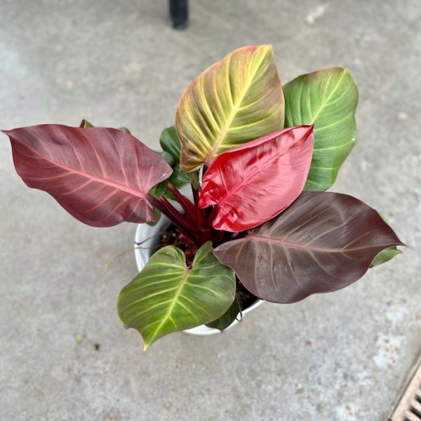 Philodendron cherry red Starter Plant (ALL STARTER PLANTS require you to purchase 2 plants!)