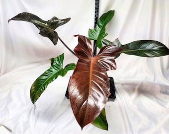 Philodendron Florida bronze (black cardinal x Florida) Starter Plant (ALL STARTER PLANTS require you to purchase 2 plants!)