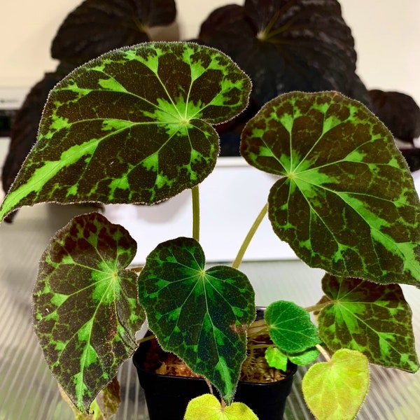 barsalouxiae begonia Starter Plant (ALL STARTER PLANTS require you to purchase 2 plants!)