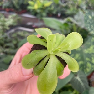 Pinguicula Florian Starter Plant ALL STARTER PLANTS require you to purchase 2 plants image 4