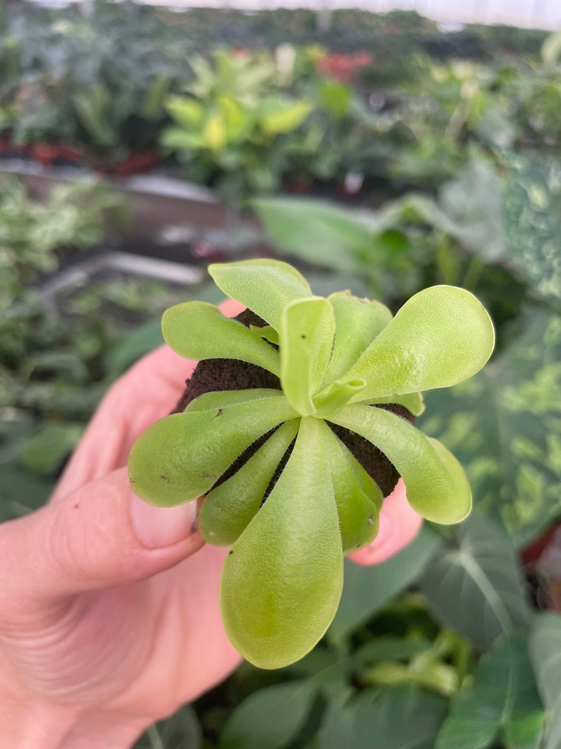 Pinguicula Florian Starter Plant ALL STARTER PLANTS require you to purchase 2 plants image 4