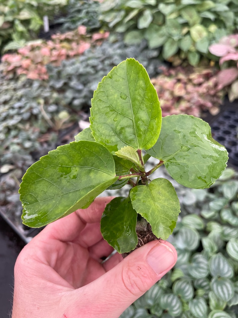 Pride of Hankins white hibiscus Starter Plant (ALL STARTER PLANTS require you to purchase 2 plants!) image 4