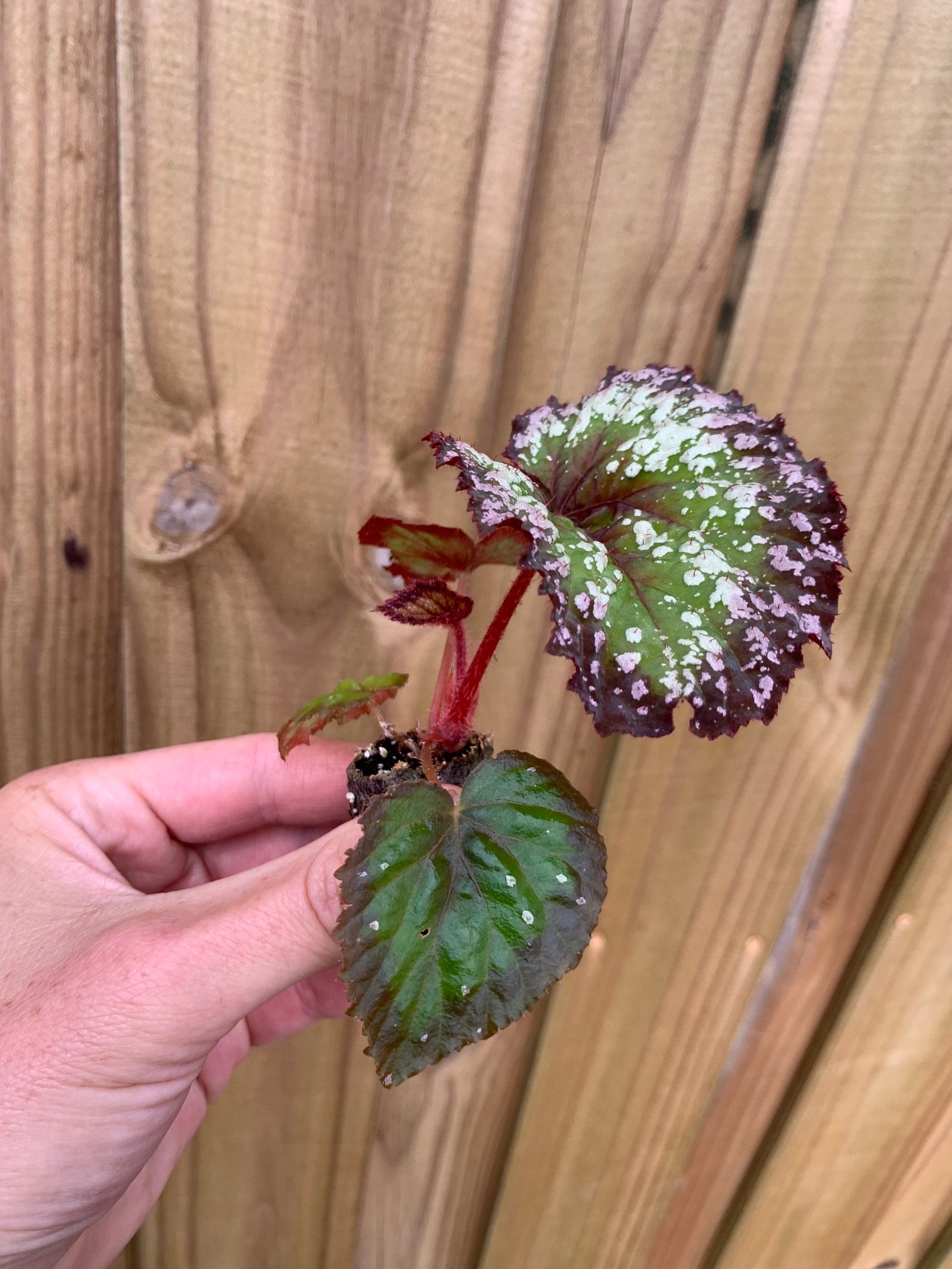 Rex Begonia fire woman Starter Plant ALL STARTER PLANTS Etsy