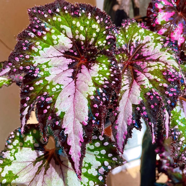 Harmonys Paparazzi Begonia Starter Plant (ALL STARTER PLANTS require you to purchase 2 plants!)