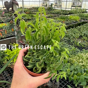 May include: A potted plant with bright green, curly leaves. The plant is in a small, brown pot and is held by a person. The background shows a greenhouse filled with various other plants. The text "THE GREEN ESCAPE" is visible in the image.
