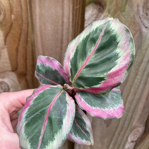 Calathea black rose Starter Plant (ALL STARTER PLANTS require you to purchase 2 plants!)