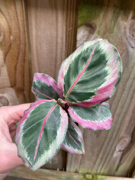 panaschierter efeu winterhart Hedera Helix Variegated main image 1