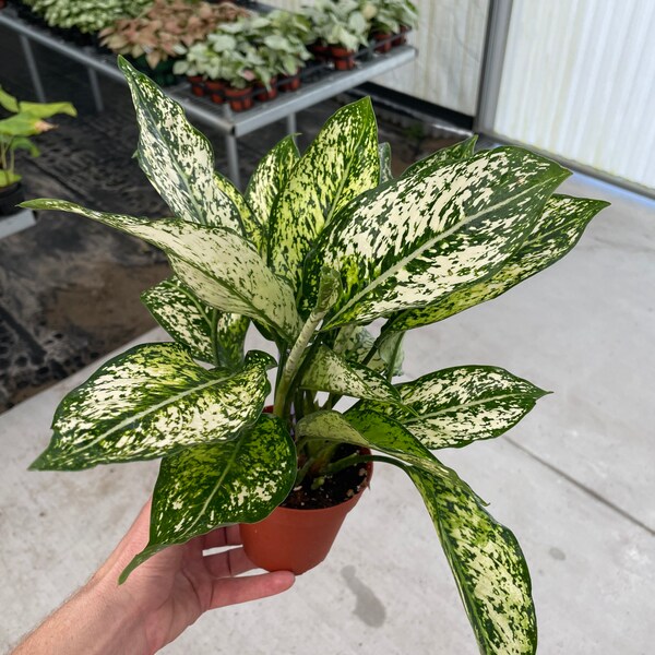 Aglaonema osaka 4” pot (ALL PLANTS require you to purchase 2 plants!)