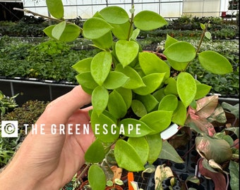 May include: A vibrant green Hoya plant with oval-shaped leaves. The plant is in a small brown pot, and the image includes the text "THE GREEN ESCAPE". The plant is in a greenhouse setting.