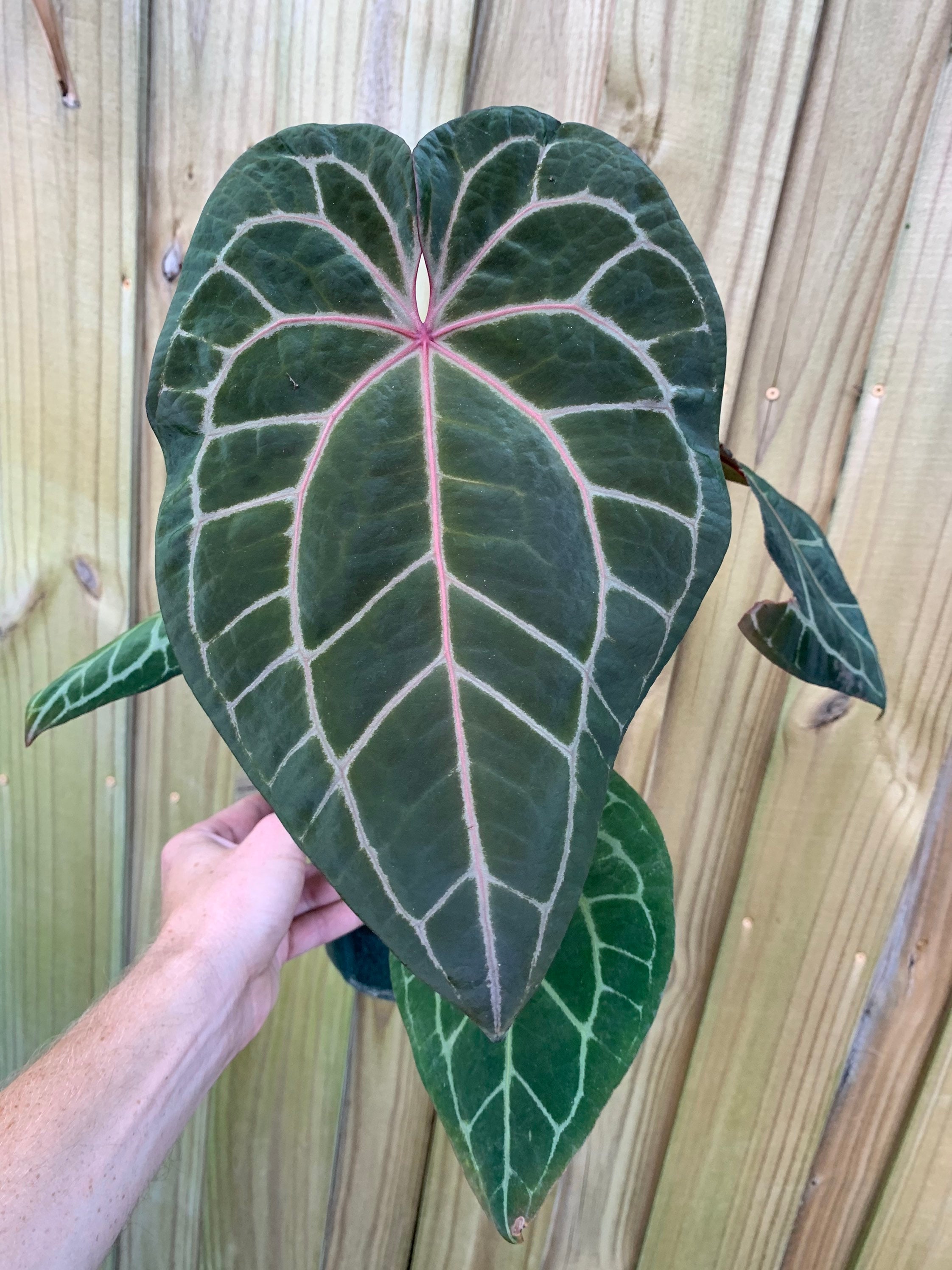 Anthurium Wonderboy X Dr Block Crystal Mag - Etsy Anthurium Wonderboy X Dr Block Crystal Mag - Etsy